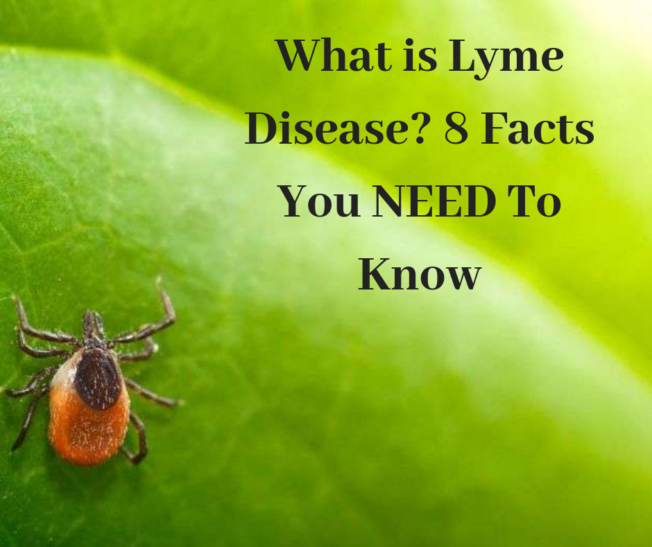 4 Things That You Should Know About Ticks And Lyme Disease Imnva